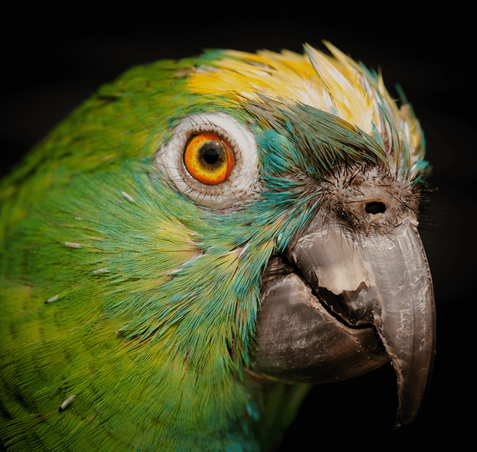 Parrot-4.png
