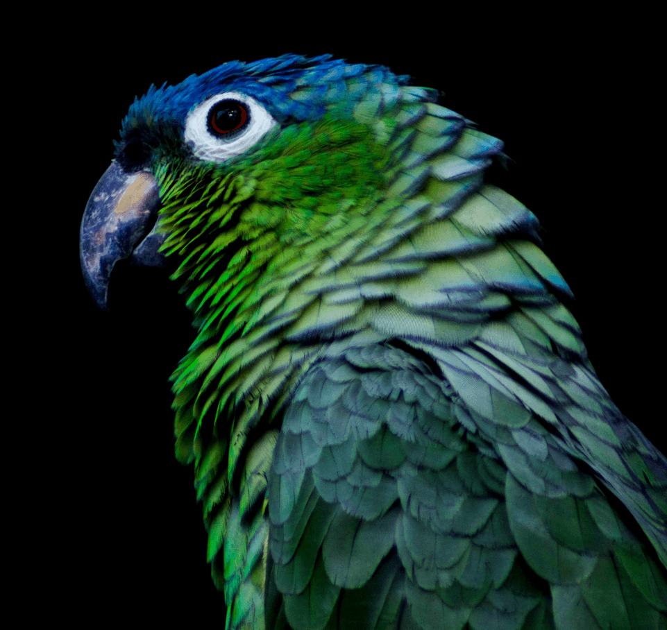 Parrot-5.png